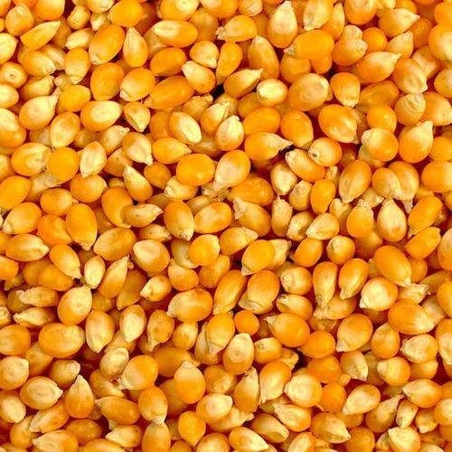 Maize (Corn)